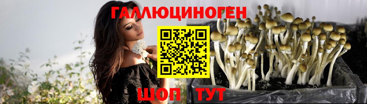 Губкин  Псилоцибиновые грибы мицелий  Псилоцибиновые грибы прущие грибы  Вход с VPN 